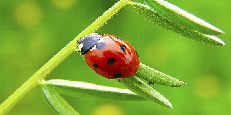 Spiritual Meaning of a Ladybug